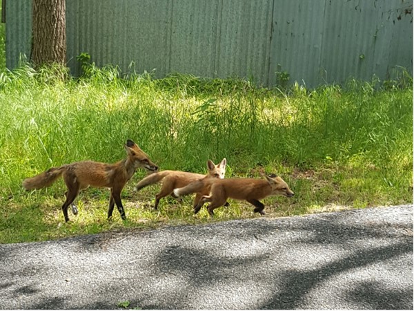 Foxes at Grand Lake