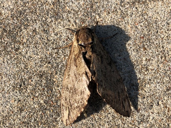 American Dagger Moth 