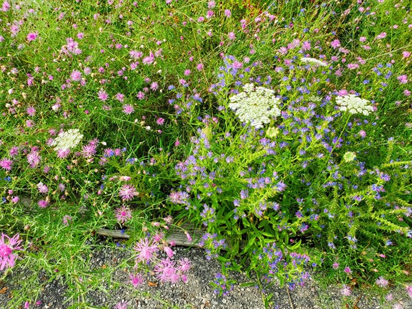 Wildflowers along Betsie Valley Trail