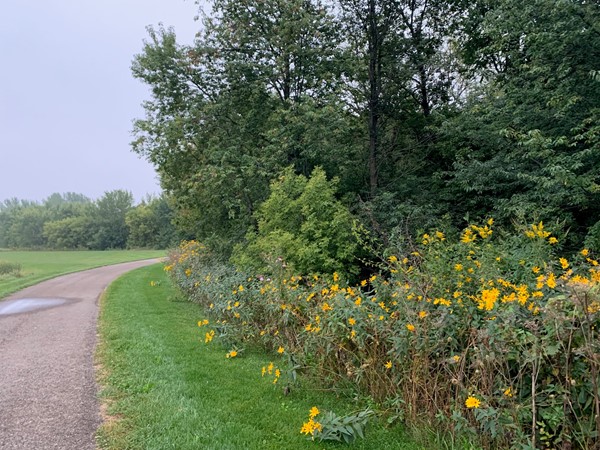 Cedar Valley trails are filled with flowers to enjoy 