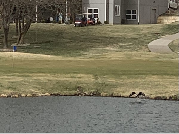 It's not just people fishing today! Check out this eagle swooping down for a fish on hole 22!