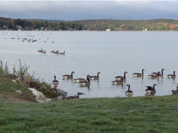 I believe every goose flying south chose to make a pit stop on Walloon Lake this morning