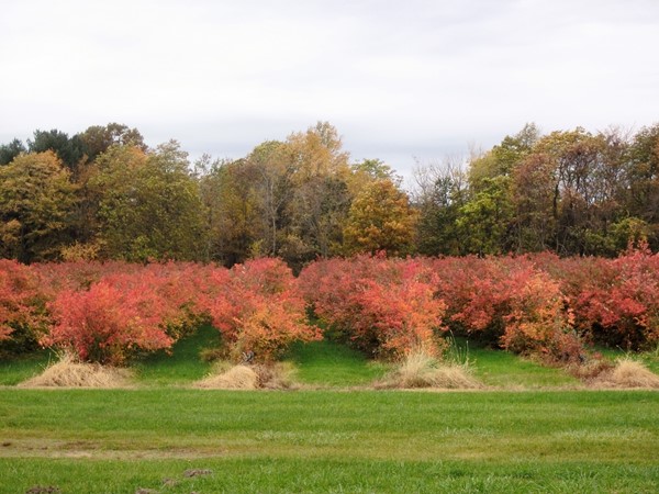Beautiful fall color on the blueberry bushes at DeGrandchamp Farms