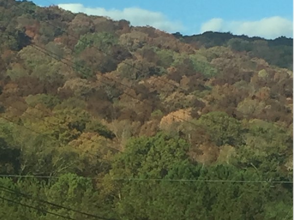 Beautiful views of autum leaves on Monte Sano on the way to work 