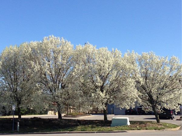 Bradford Pear trees are some of the first to bloom