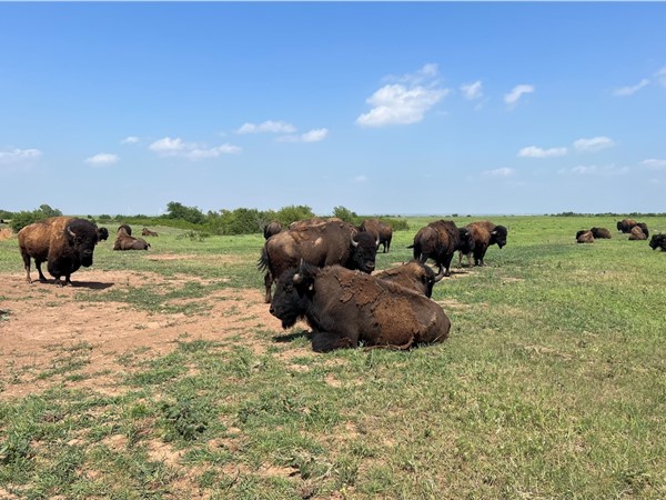 The bison herd enjoys a warm spring day and is shedding their winter coat