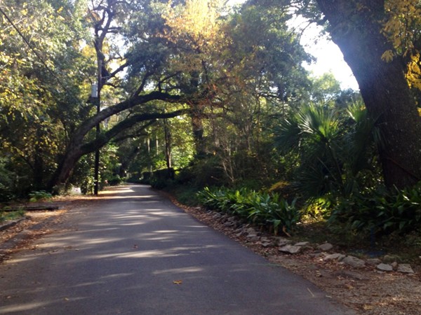 The perfect Southern town. Biking on a beautiful day on oak lined roads and trails 