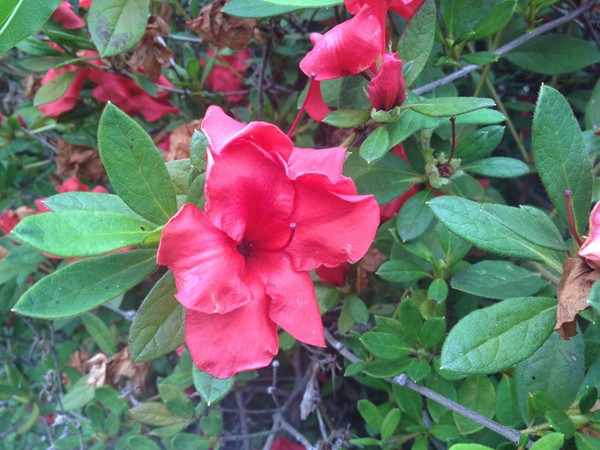 Such colorful flowers in Fox Bay subdivision!