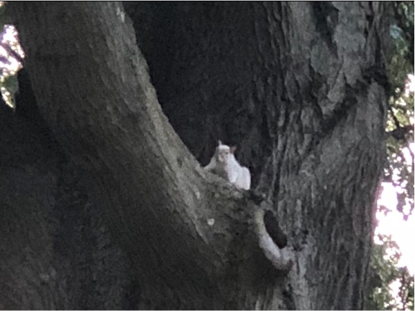 All-white squirrel I spotted in Mohawk Hill