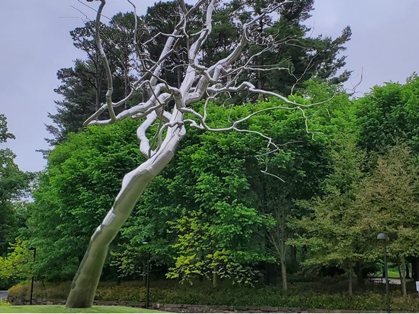 Amazing leafless, silvery tree-like sculpture by artist Roxy Paine catches my eye on every visit