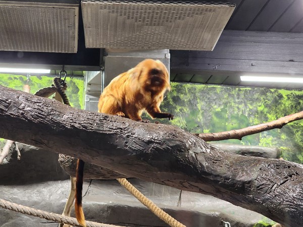 Monkey at the Topeka Zoo