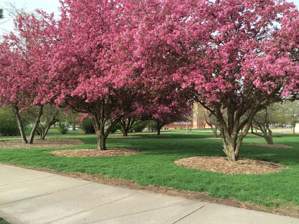 Spring beauty on the campus of Northwest Missouri State University