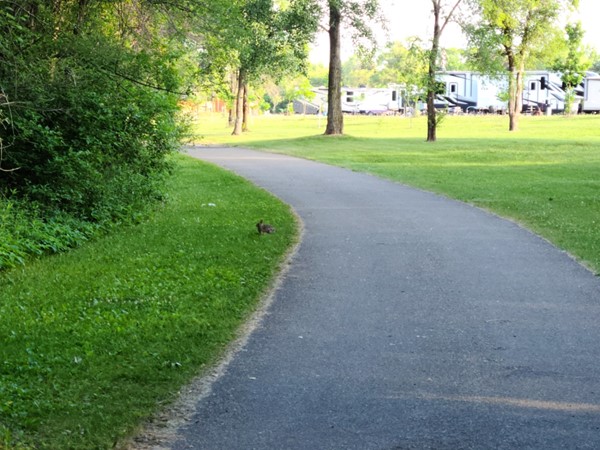 Big Woods Lake has a great trail right by the campground. See the bunny taking a morning break