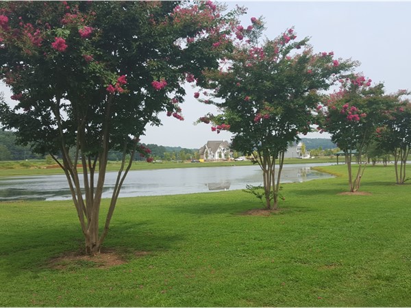 Loving this view of Lendon! The crape myrtle's are in full bloom