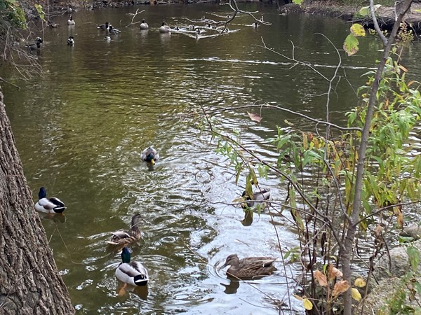 Ducks looking for handouts behind Parmenter’s Northville Cider Mill