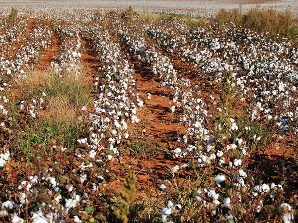 Almost cotton pickin time in Harvest
