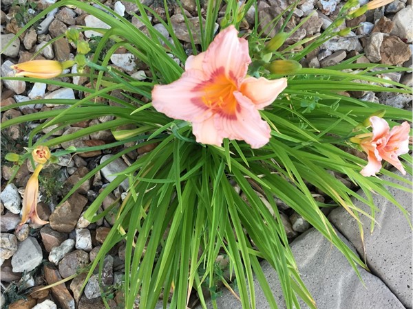Pink day lilies are blooming. What a beautiful color
