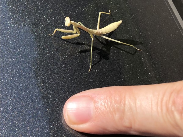 A tiny praying mantis