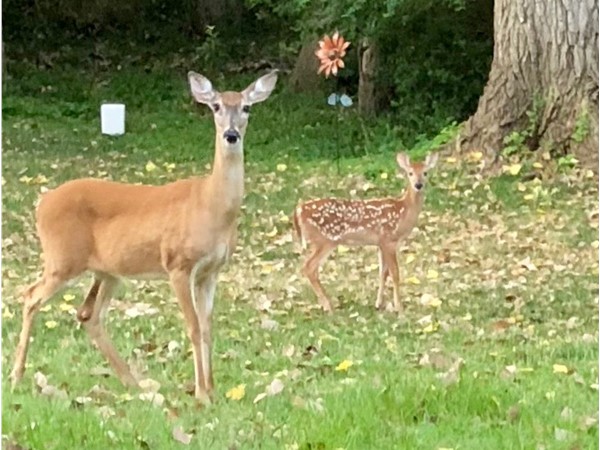Always enjoy having deer come into my yard