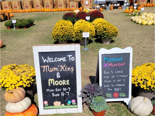 Mum'Kins & Moore is a seasonal pumpkin patch with chrysanthemums and other fall plants