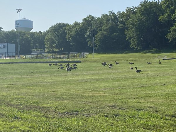 Geese at Frick Park