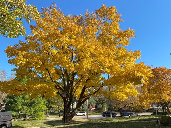 A vibrant fall sighting...across from Triangle Park off Brookside Blvd 