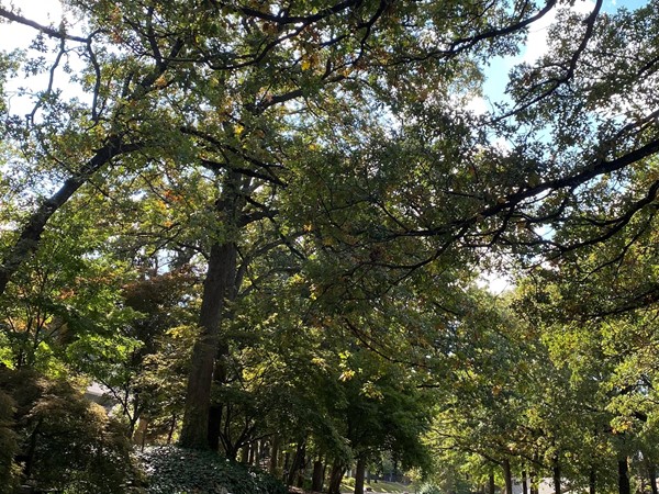 Magnificent, stately trees are an everyday view for residents of Forest Oaks 