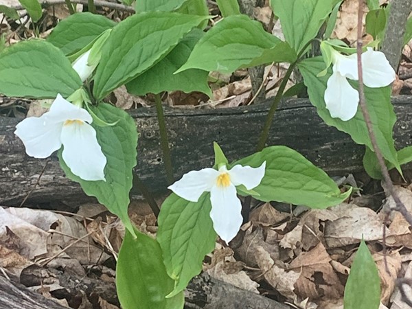 The Trillium are waking up! This lovely, protected flower is native to Northern Michigan.