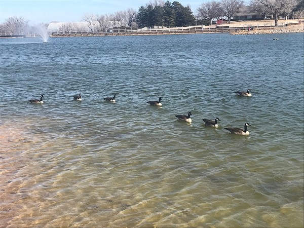 Geese enjoying a warm, beautiful 70 degree day in February at Crystal Beach Park 
