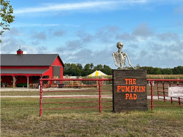Check out Lone Jacks local pumpkin patch