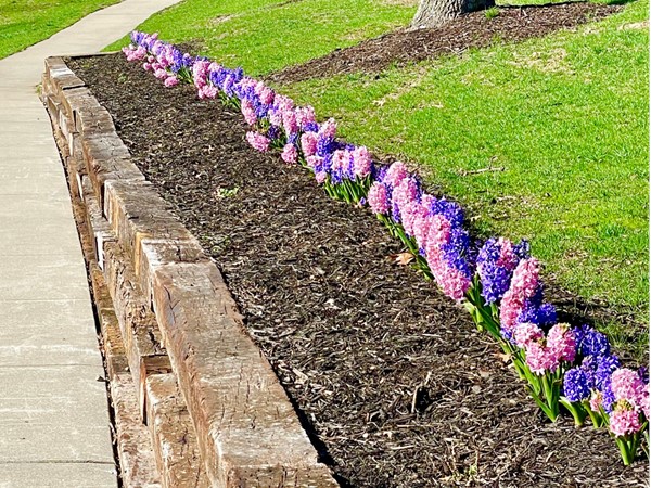 Walking trail by the lake is lined with stunning hyacinths 