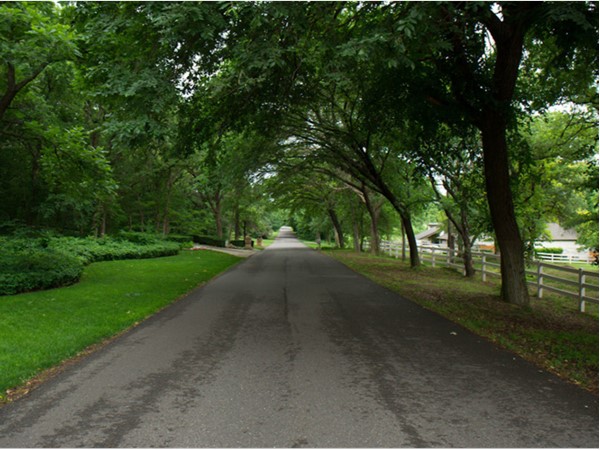 Main road through Arrowhead Hills is lined with trees