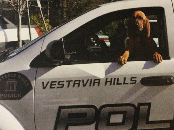 Vestavia Hills K-9 Squad Featuring Bo the Bloodhound