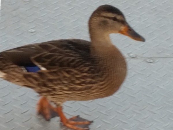 Quack! One of our feathered friends we encounter on the boat docks