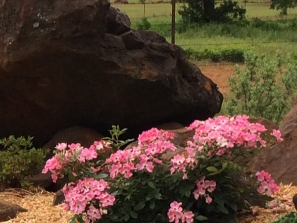 Roses and rocks in Atoka County