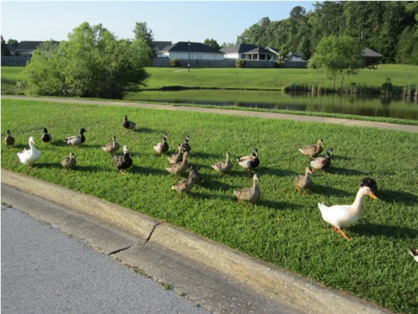 As you enter the neighborhood you will be greeted by these guys along the walking trail at the lake.