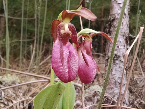 Wild Lady Slipper Orchids
