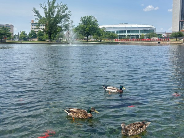 Big Spring Park is in downtown Huntsville and is a pretty place to walk and enjoy the ducks