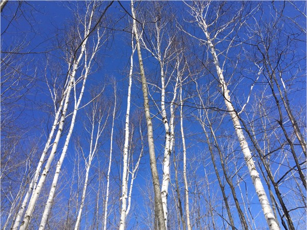 Even on a slippery trail, a look up is rewarded at Clay Cliffs Natural Area