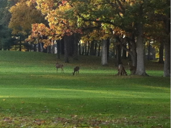 A family of deer located on Warwick Hills Golf Course