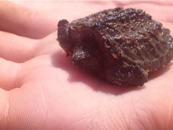 Baby snapping turtle. Turtle season fell upon Jefferson City late this summer 