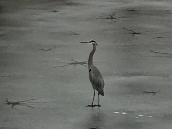 Blue heron standing on the frozen pond