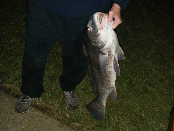 Caught right out of Dog River. Used a 10lb test line rod and reel. What a challenge