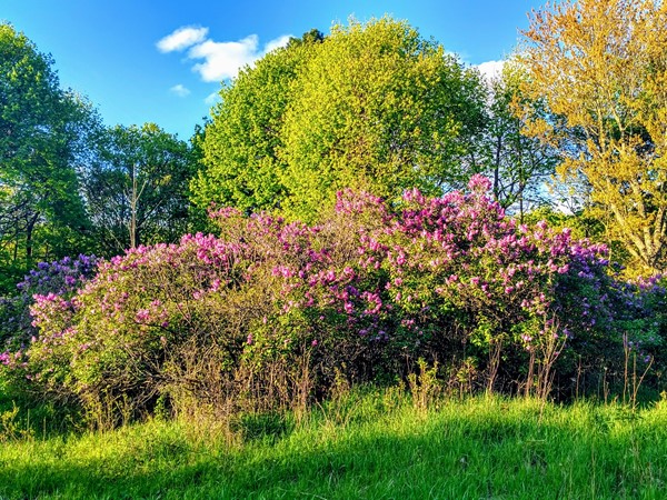 Ortonville Recreation Lilacs galore! Tons of trails and lakes. A great place to enjoy nature