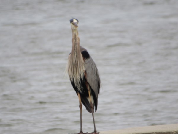 Blue Heron looking for a meal