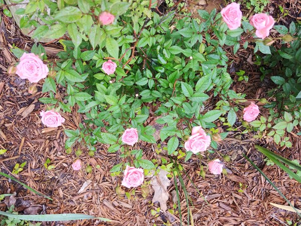 Pink miniature roses are so sweet