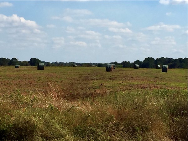 Fresh cut hay field in rural New Brockton 