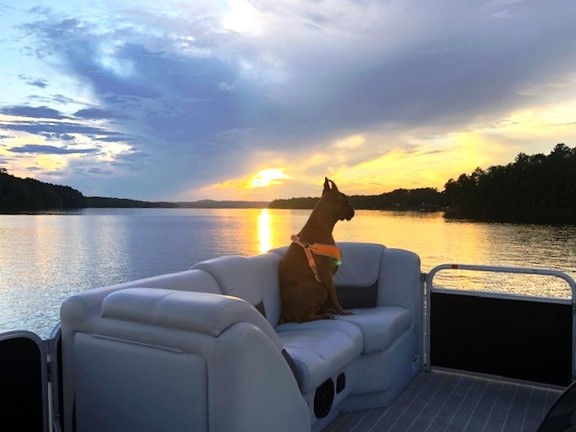 Dogs and sunsets!  What more could you ask for on Lake Wedowee