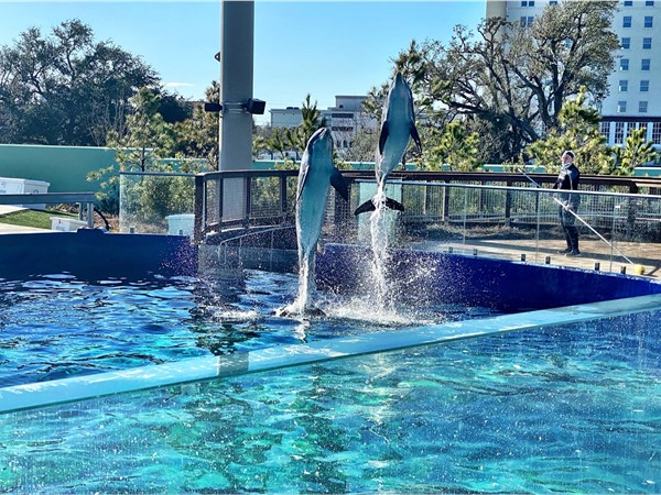 Dolphins showing off at Mississippi Aquarium