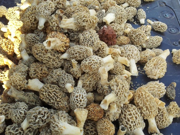 Morel hunting is a fun springtime Midwest activity! Usually find a few but sometimes find a lot